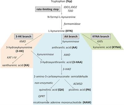 Kynurenine Pathway Metabolites as Potential Clinical Biomarkers in Coronary Artery Disease